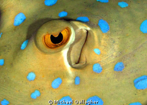 Eye contact - Blue Spotted Stingray at night - Red Sea, E... by Michael Gallagher 